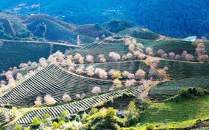 Du lịch Lào Cai- Sapa có gì, nên đi đâu, chơi gì, ăn gì, ở đâu, hết bao nhiêu tiền?